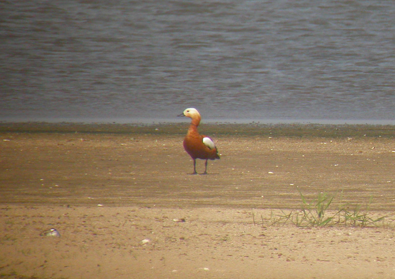 Ruddy Shelduck