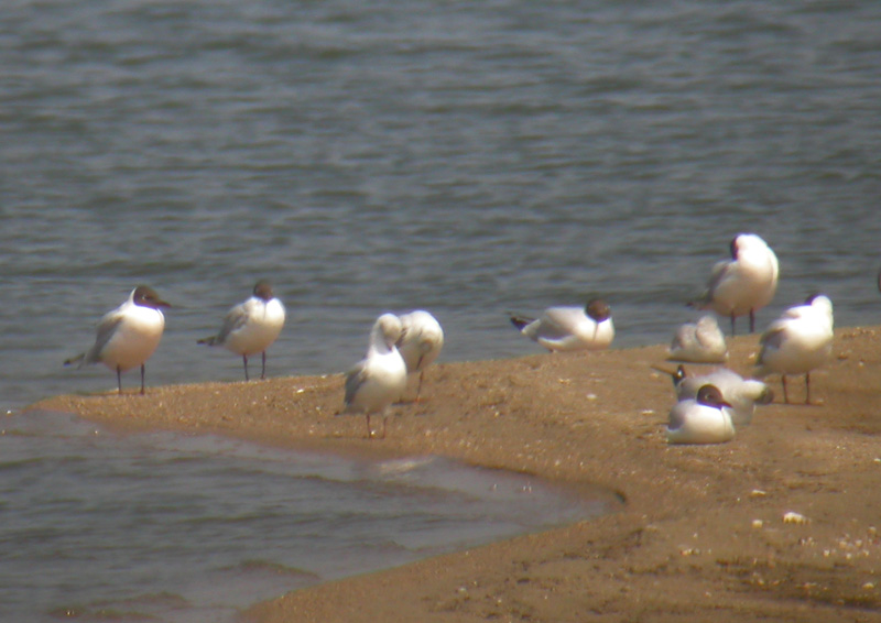 Black-headed Gulls