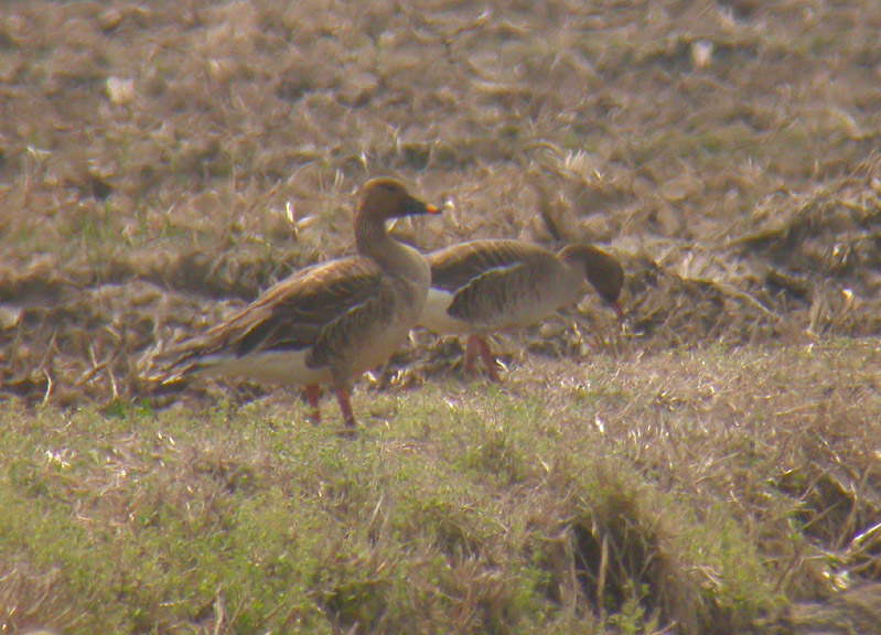 Tundra Bean Goose