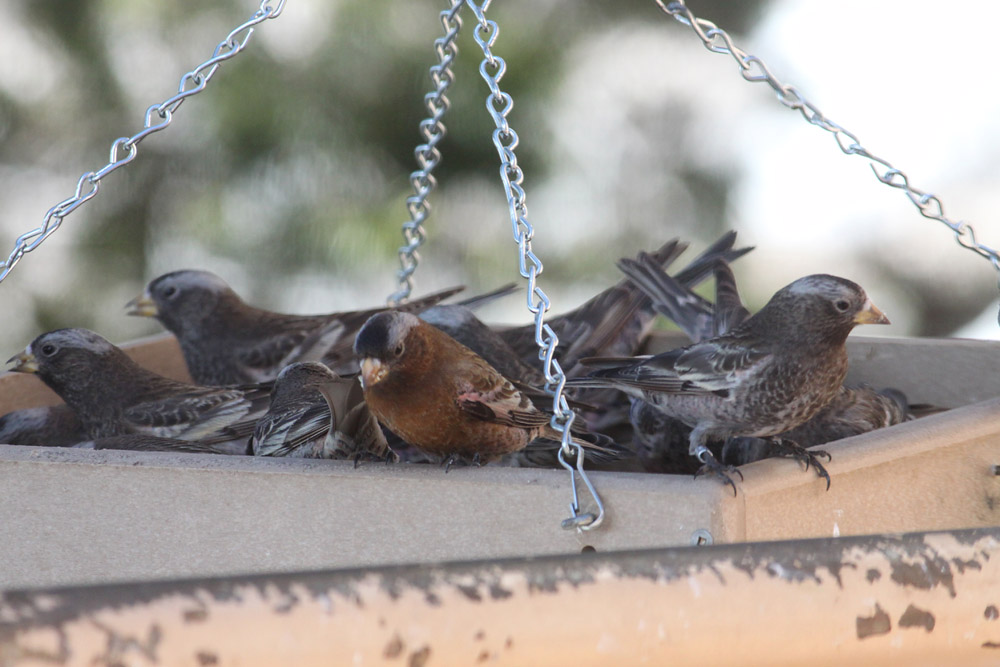 Black and Gray-crowned Rosy-Finches