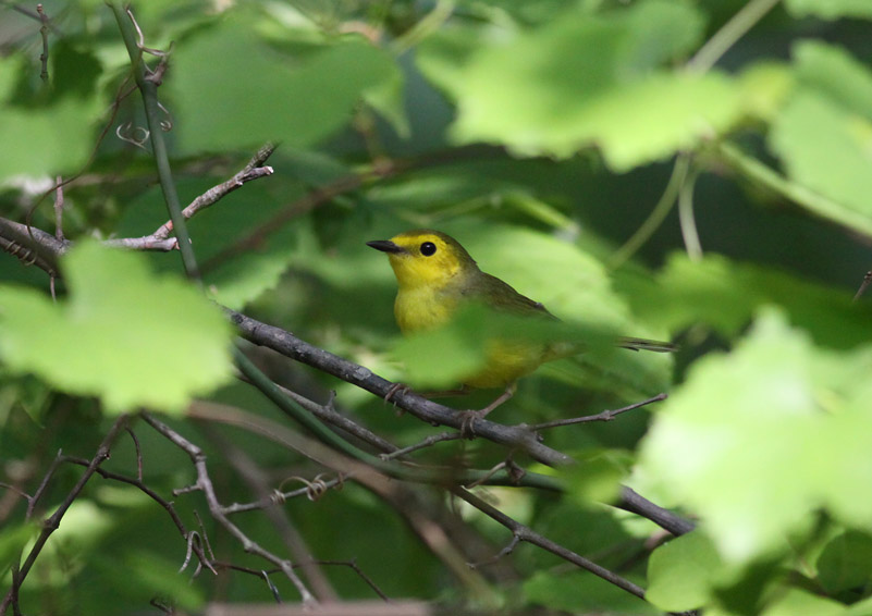 Hooded Warbler