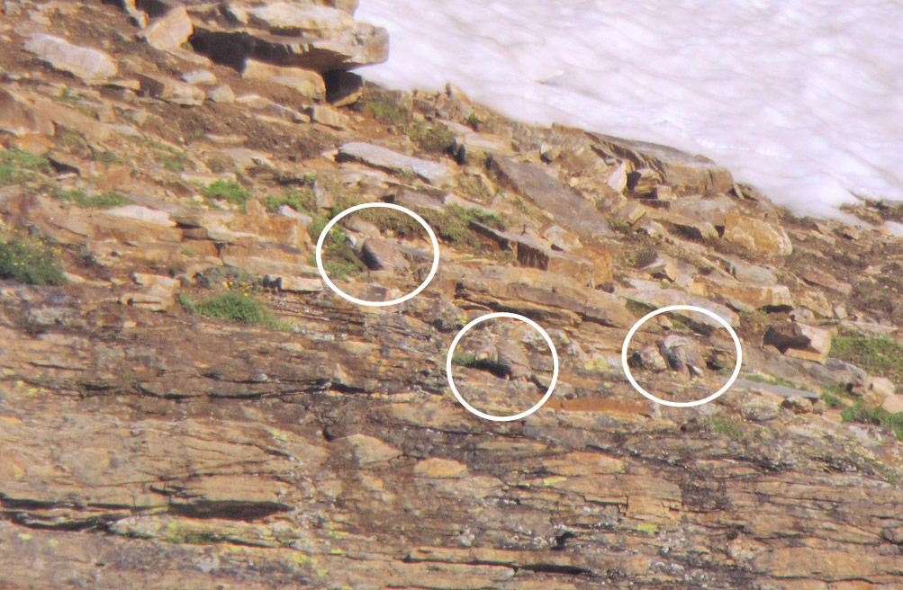 Himalayan Snowcocks