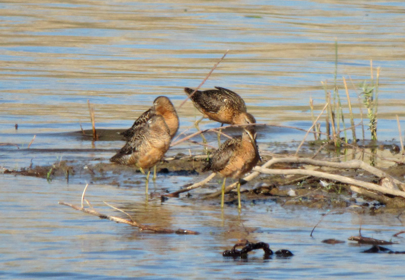 Long-billed Dowitchers