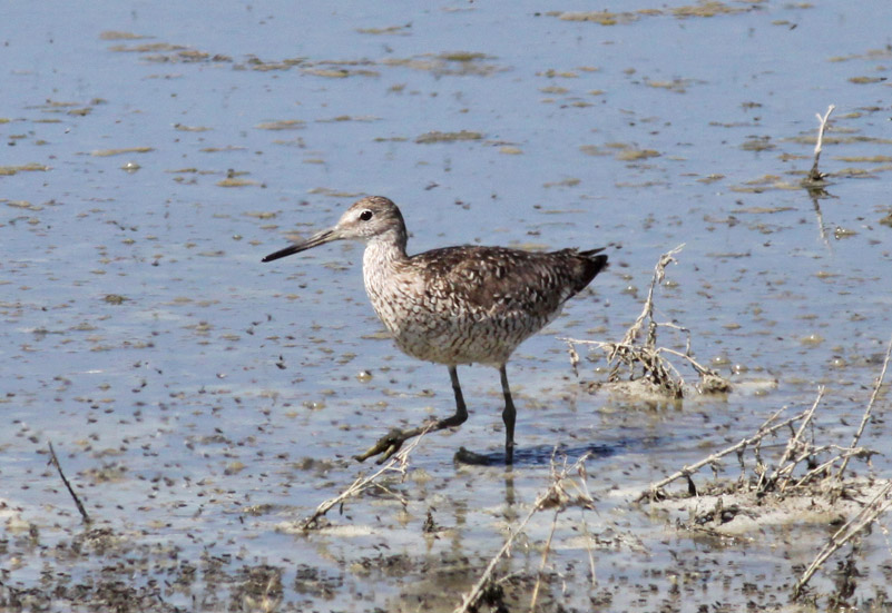 (Western) Willet