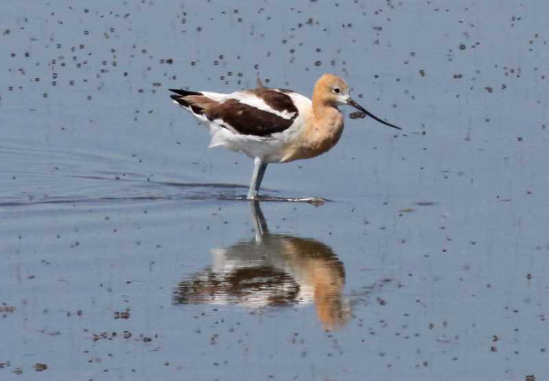 American Avocet