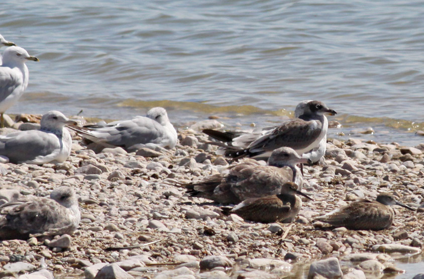 Franklins,California & Ring-billed Gulls, Willets