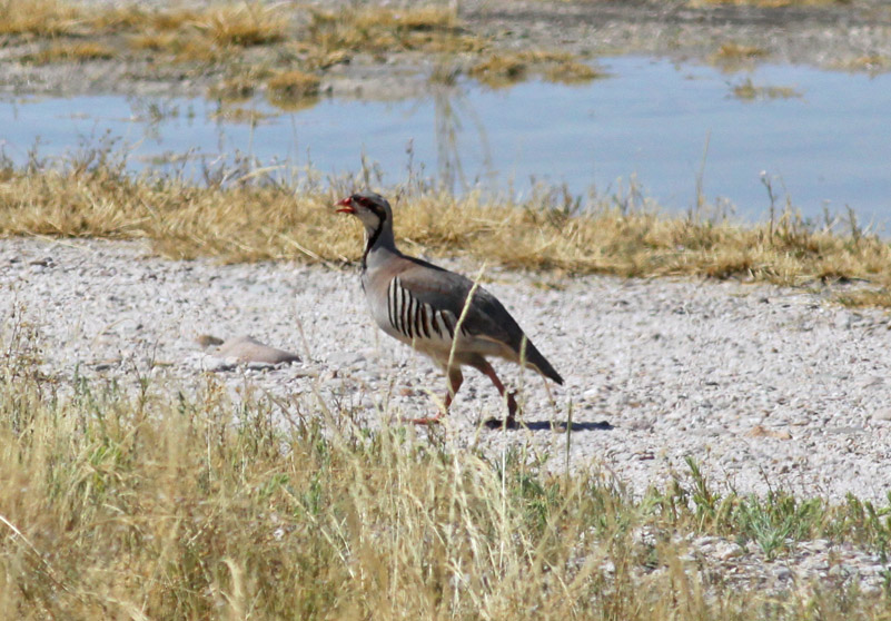 Chukar