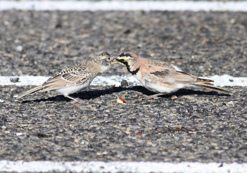 Horned Larks