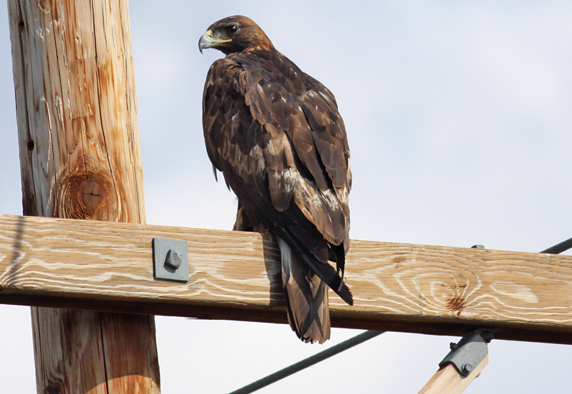 Golden eagle