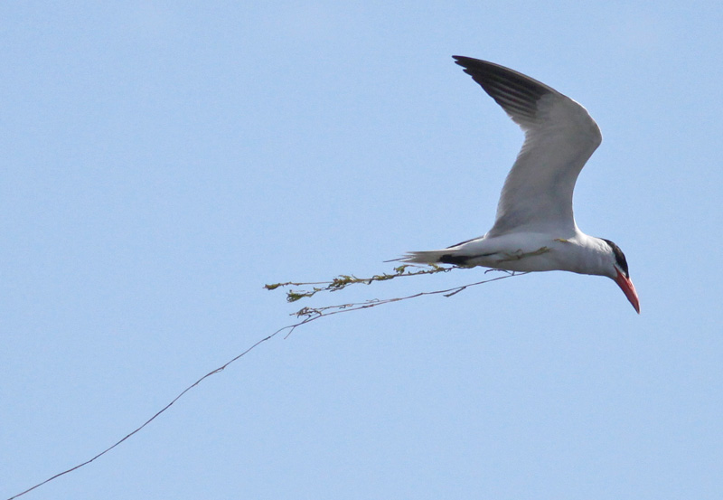 Caspian Tern