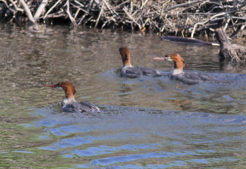 Common Mergansers