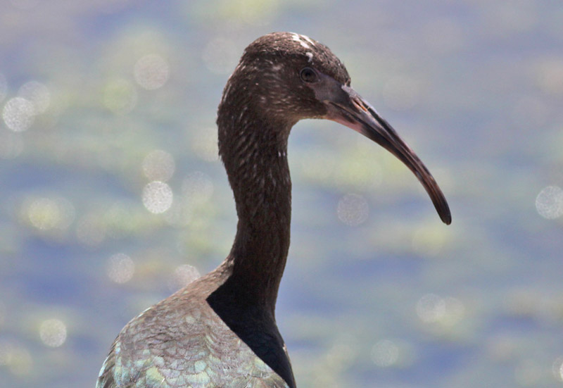 White-faced Ibis
