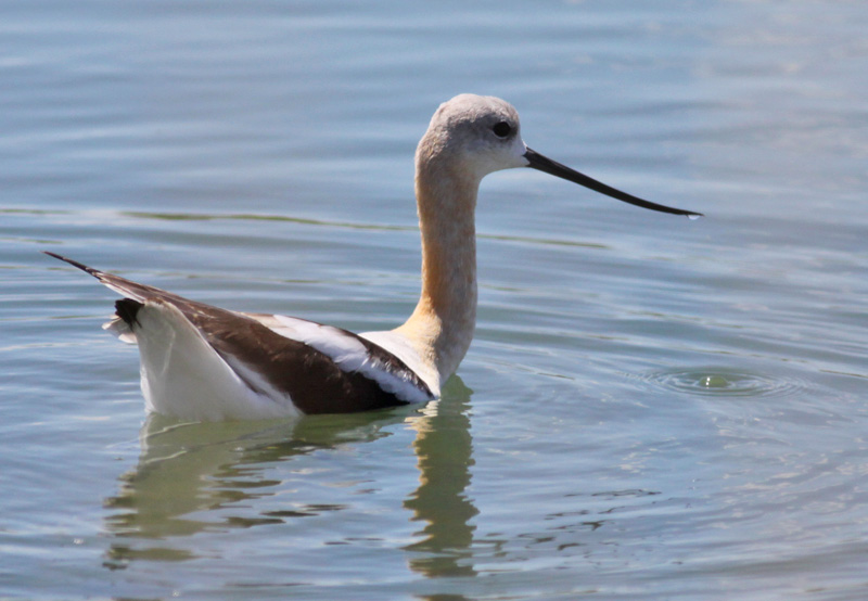American Avocet