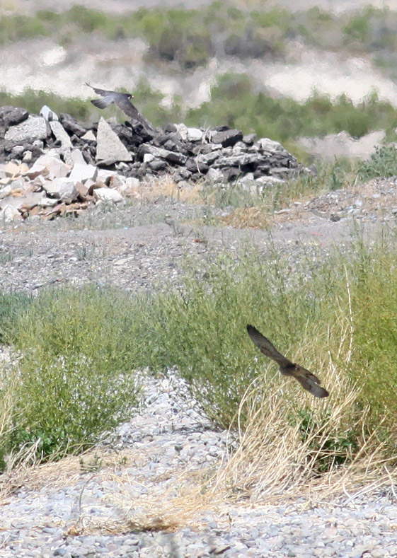 Peregrine Falcons