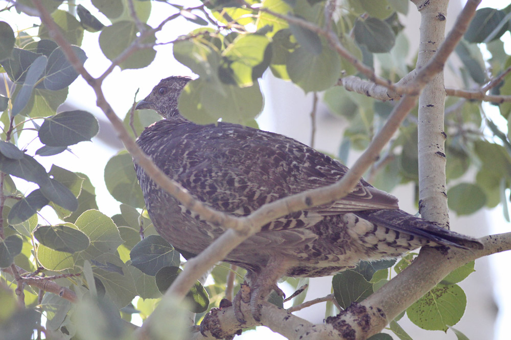 Dusky Grouse