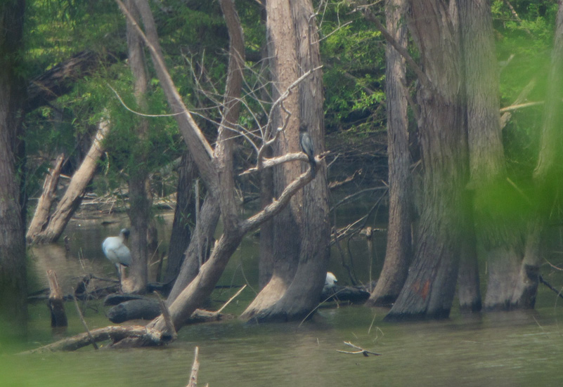 Wood Storks & Anhinga