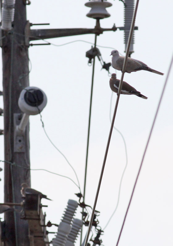 White-winged & Eurasian Collared Doves