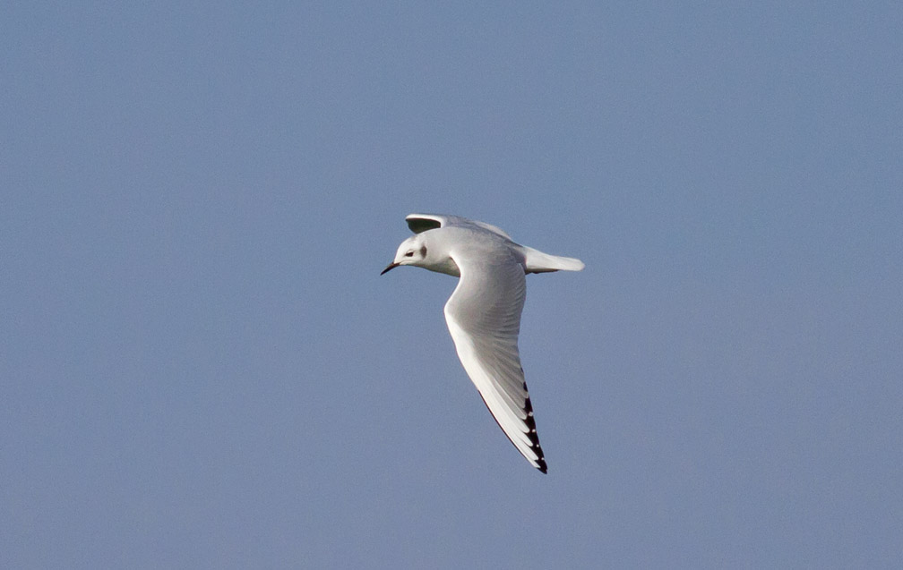 Bonapartes Gull