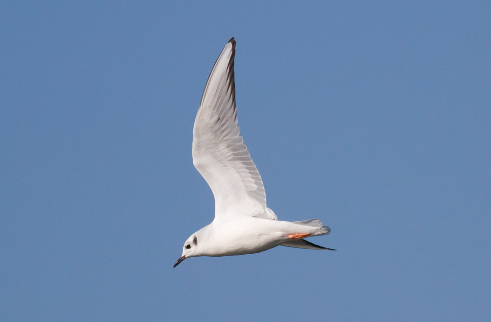 Bonapartes Gull