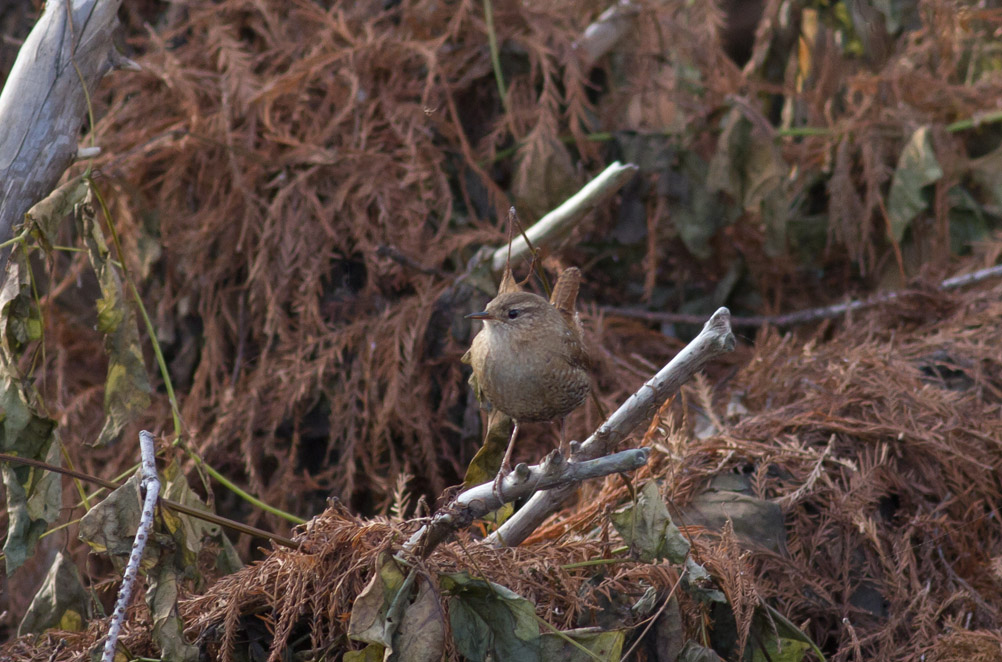 Winter Wren