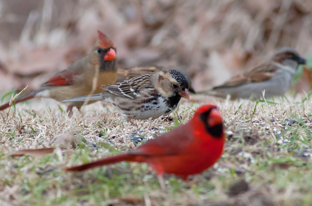 Harriss Sparrow