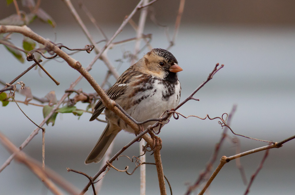 Harriss Sparrow