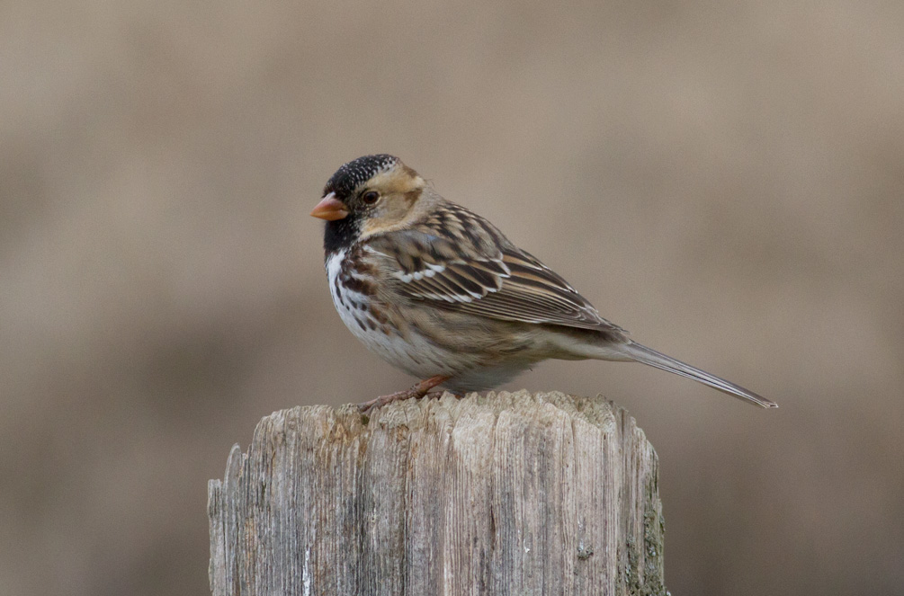 Harriss Sparrow