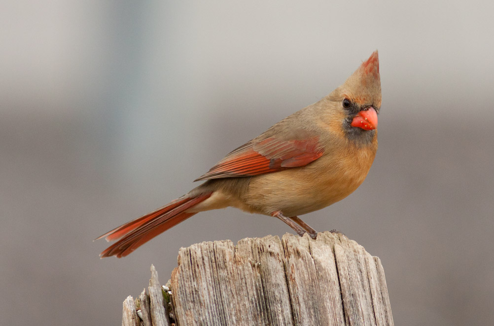 Northern Cardinal