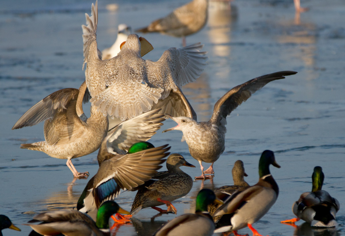 Iceland Gull