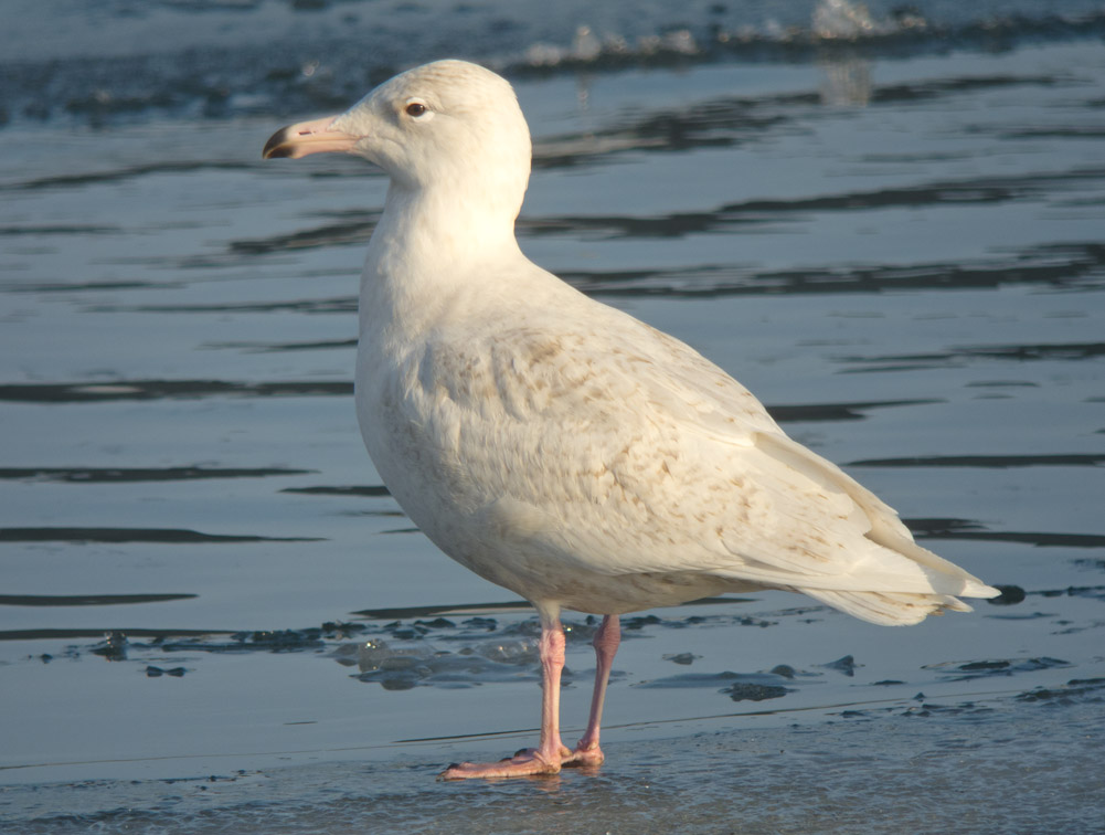 Glaucous Gull