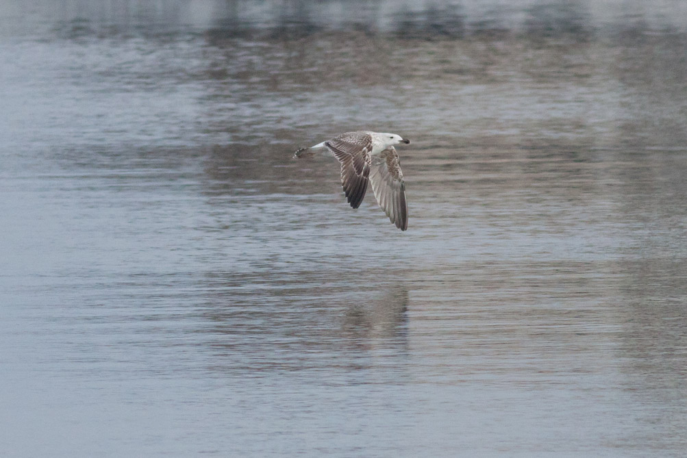 Great Black-backed Gull