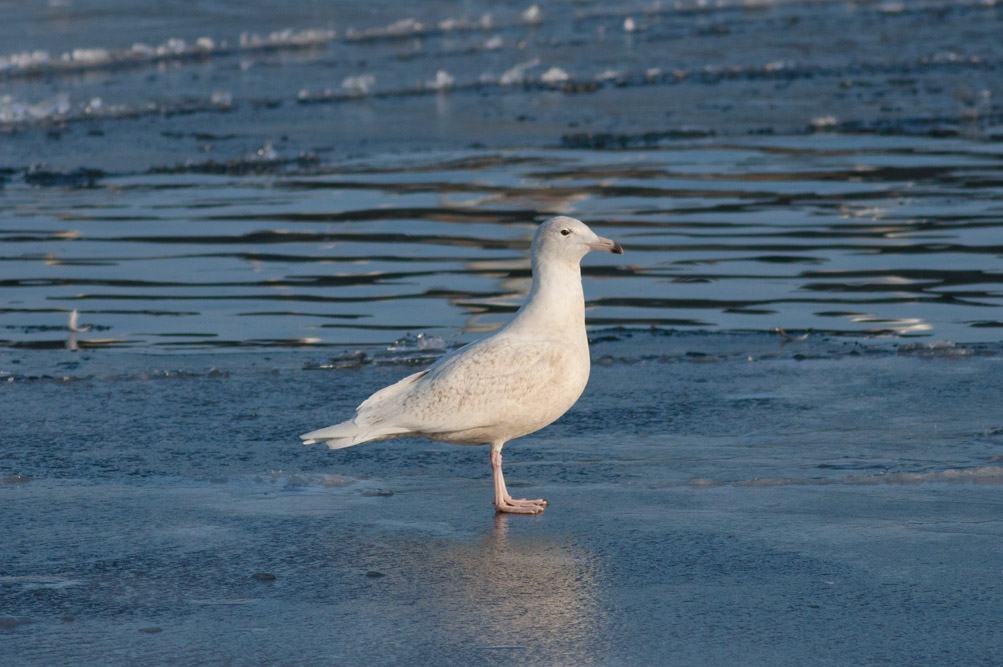 Glaucous Gull