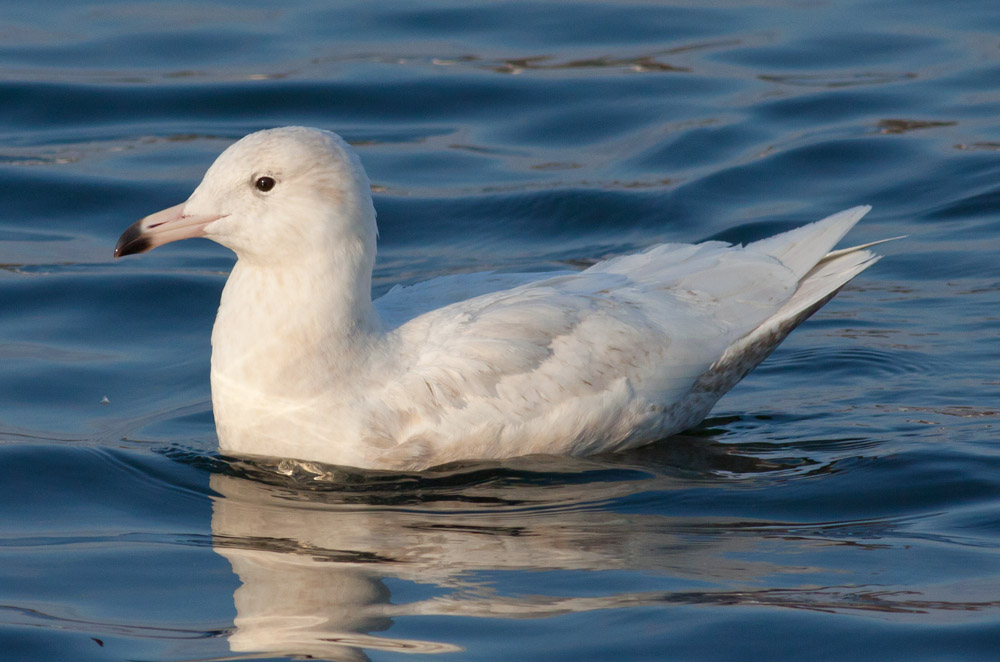 Glaucous Gull