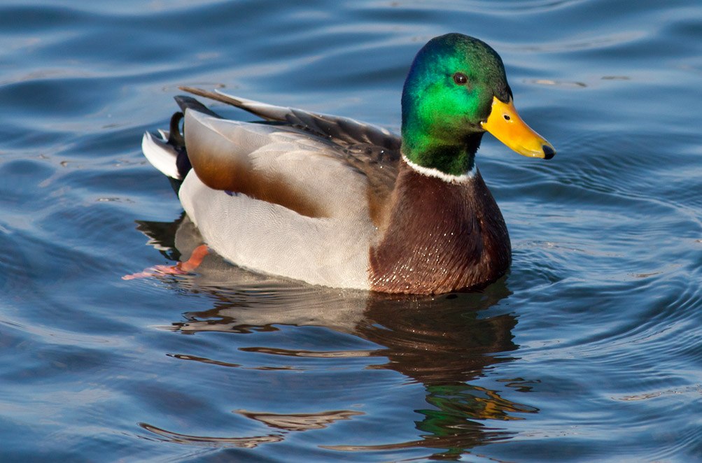 Mallard