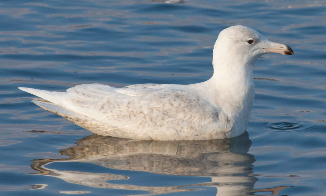 Glaucous Gull