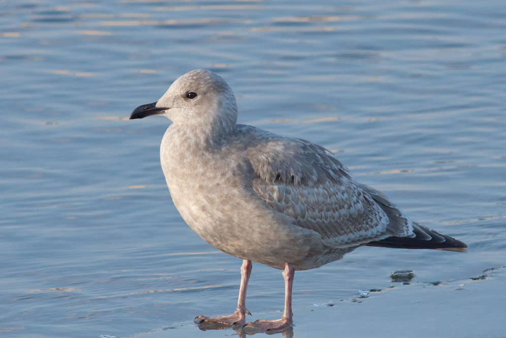Thayers Gull