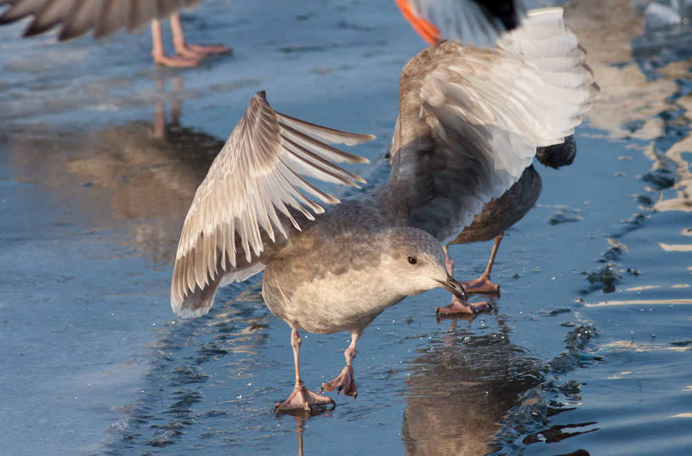 Thayers Gull