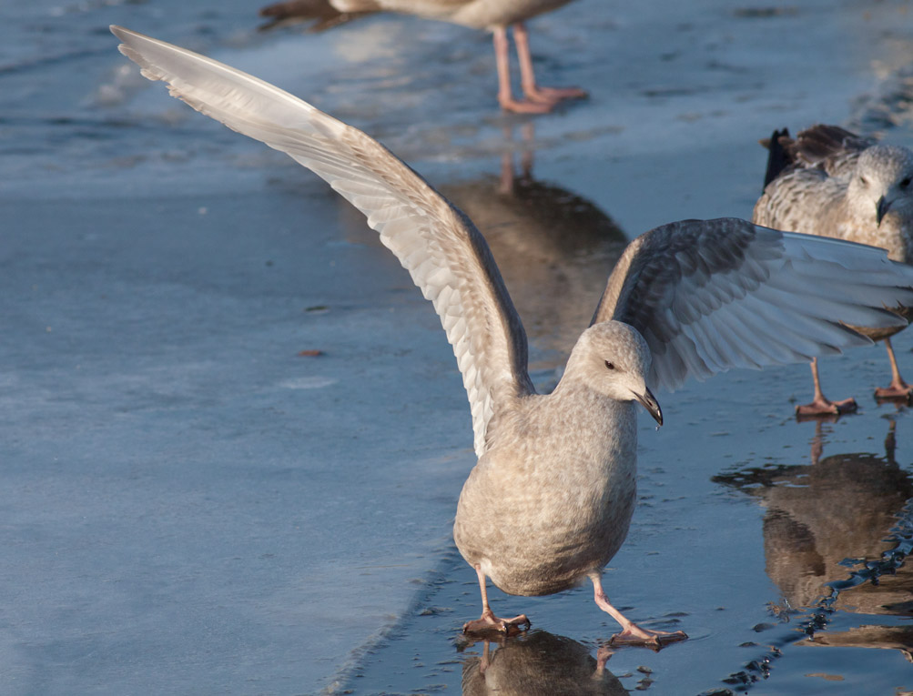 Thayers Gull