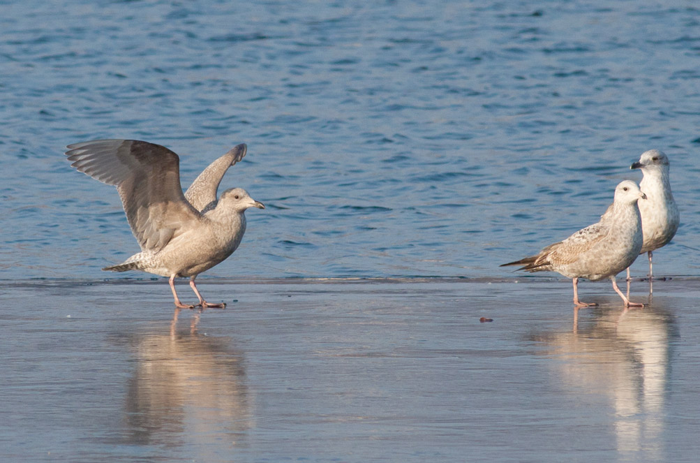 Thayers Gull