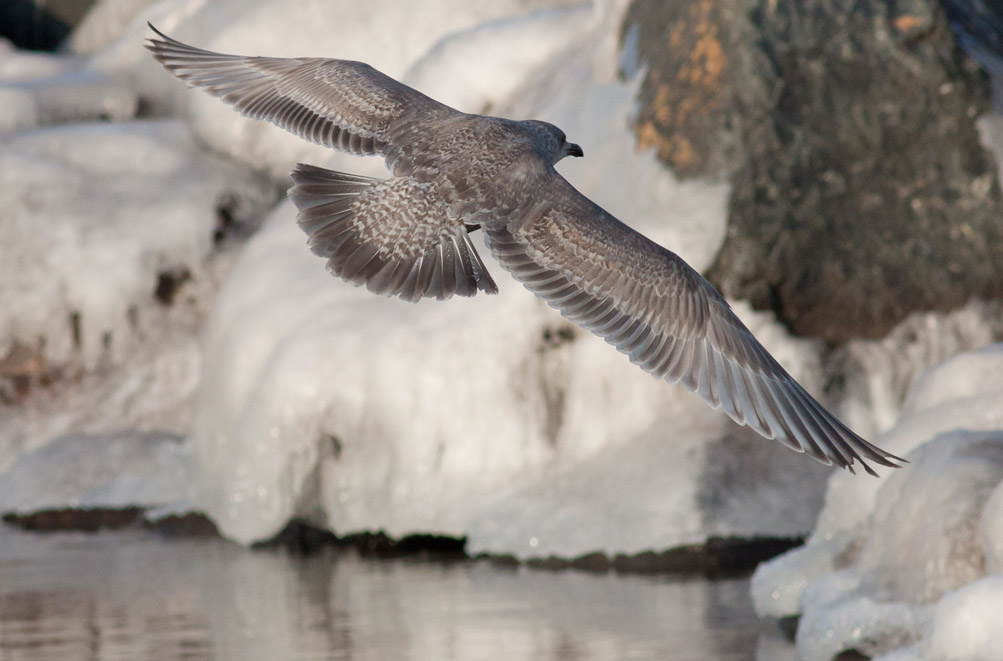 Thayers Gull