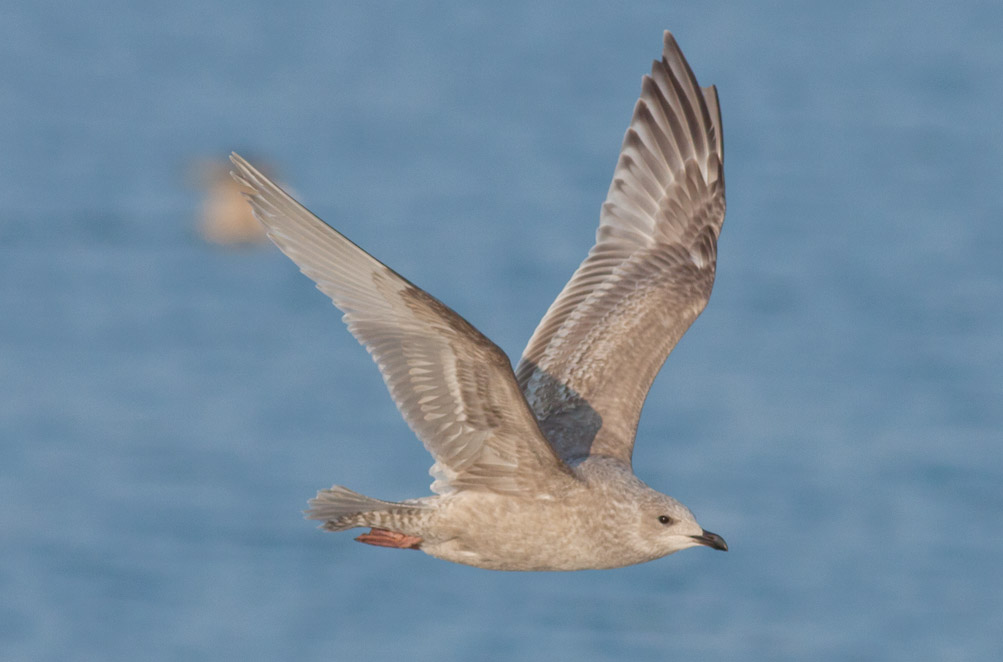 Thayers Gull