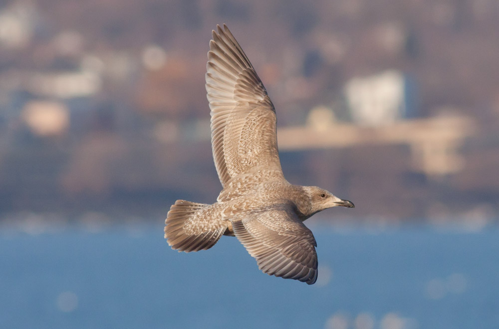Thayers Gull