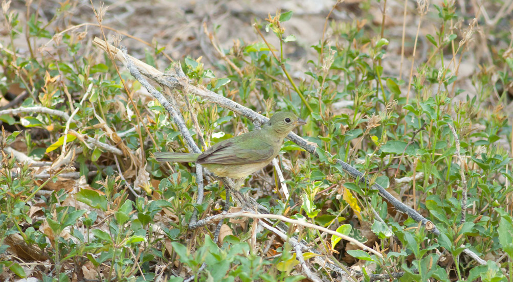 Painted Bunting