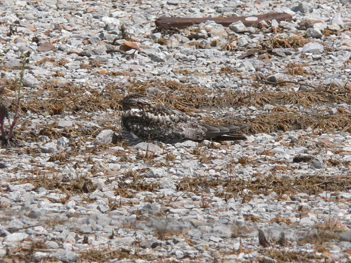 Common Nighthawk