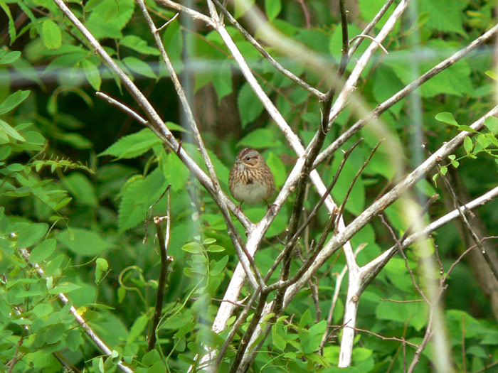 Lincolns Sparrow