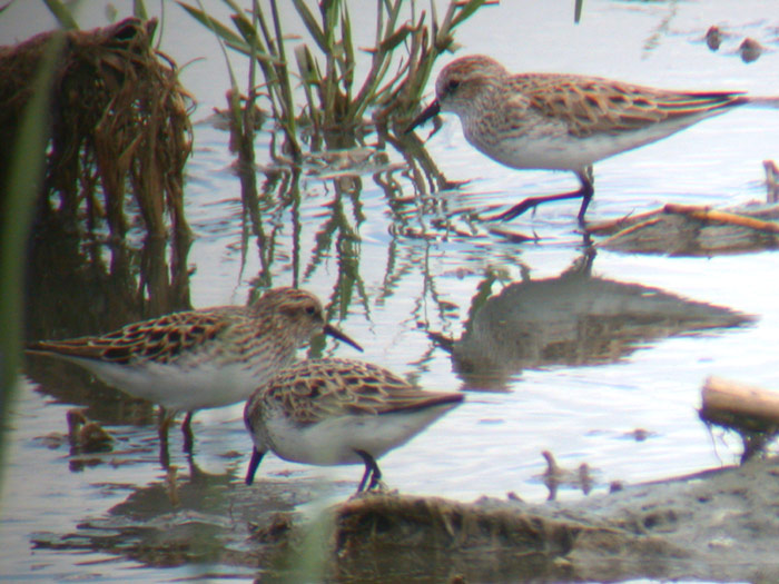 Western, Semipalmated & Least Sandpiper