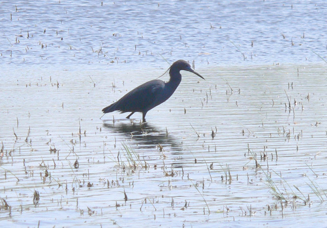 Little Blue Heron