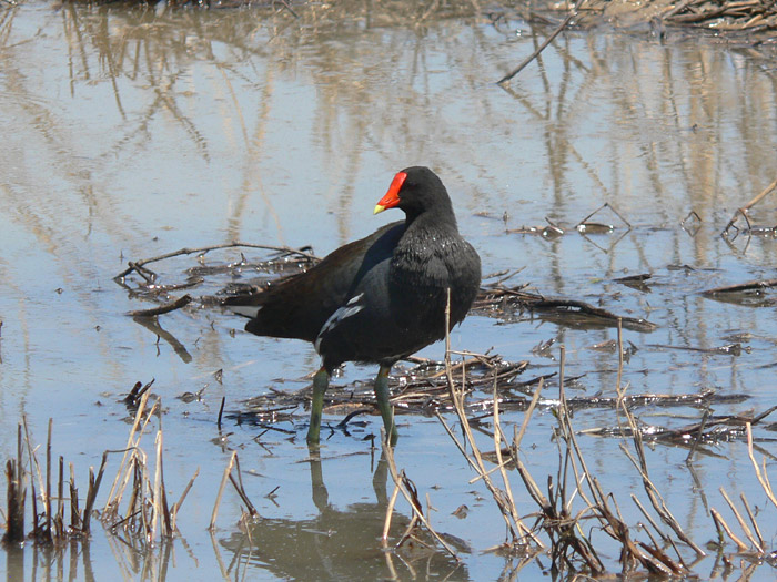 Common Moorhen