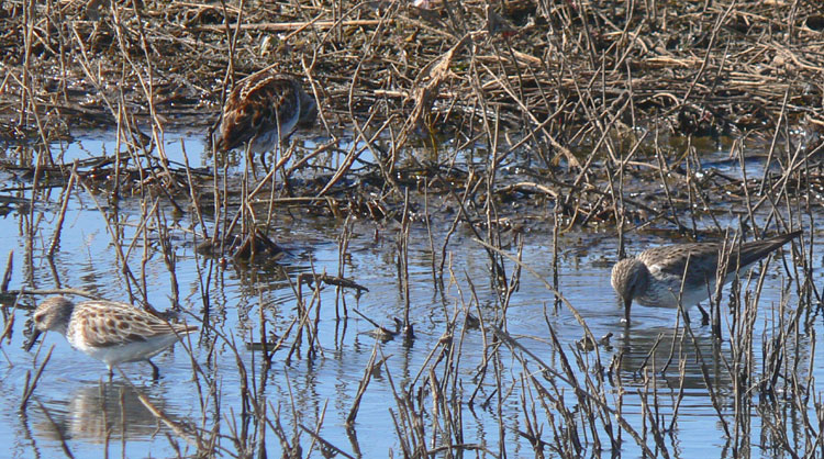 Semipalmated, Least, White-rumped Sandpipers