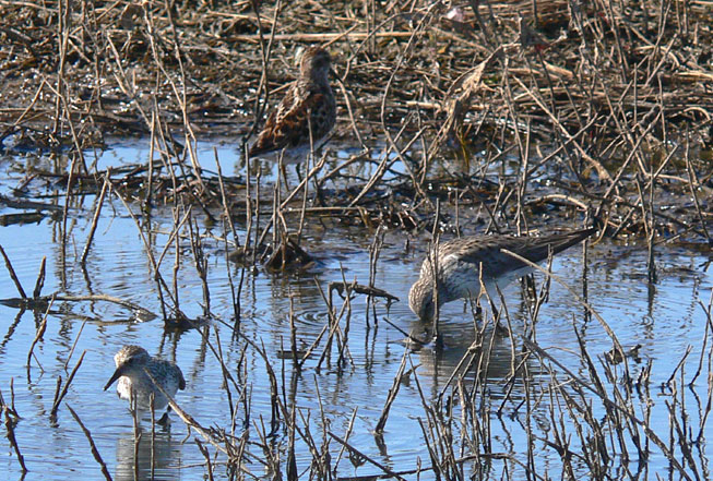 Semipalmated, Least, White-rumped Sandpipers